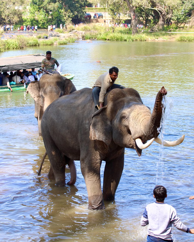 Dubare Elephant Camp