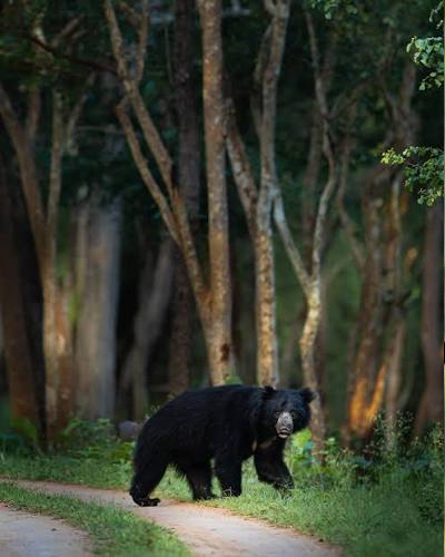 Kabini Wildlife