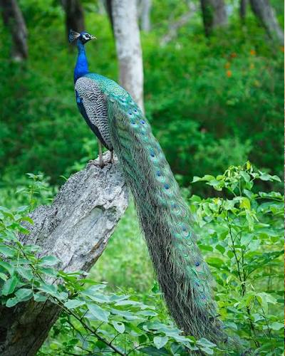 Wildlife Safari