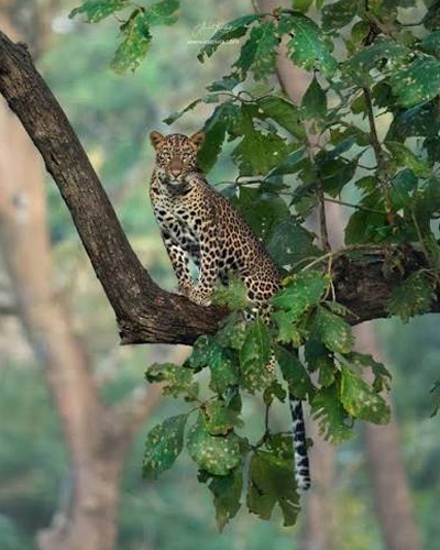 Kabini Safari