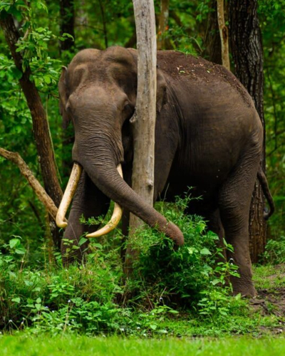 Wildlife Tour