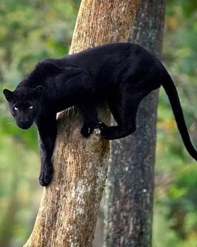 Nagarhole National Park